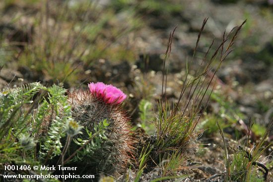 Pediocactus nigrispinus