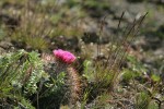 Hedgehog Cactus