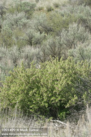 Ribes cereum