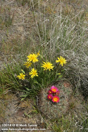 Nothocalais troximoides; Pediocactus nigrispinus