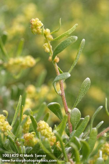Grayia spinosa
