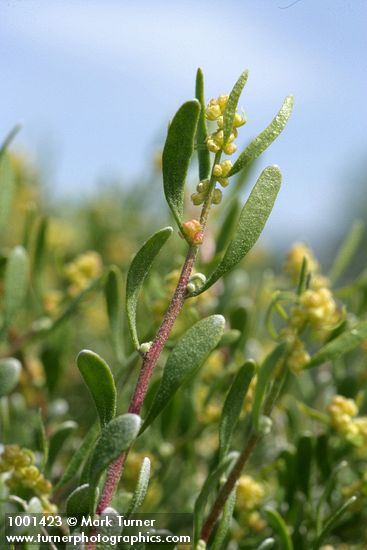 Grayia spinosa