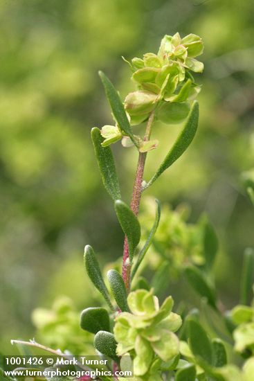 Grayia spinosa