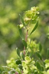Spiny Hopsage female blossoms & foliage detail