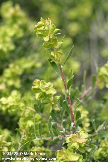 Grayia spinosa