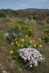 Showy Phlox & Carey's Balsamroot