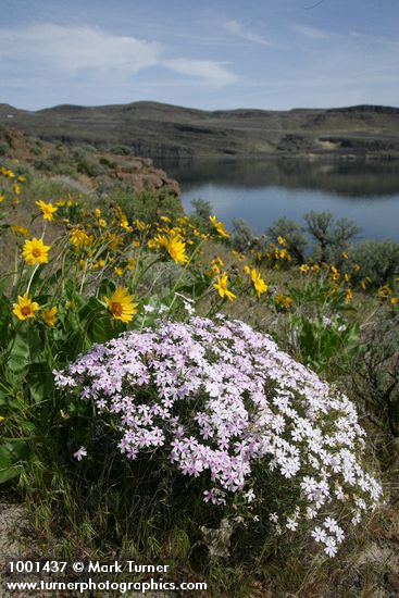 Phlox speciosa; Balsamorhiza careyana