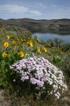 Showy Phlox & Carey's Balsamroot w/ Wanapum Reservoir on Columbia River bkgnd