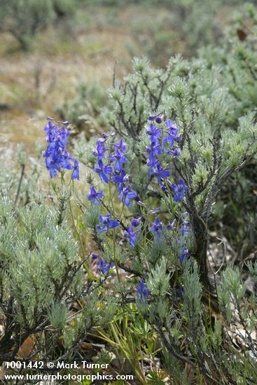 Delphinium nuttallianum