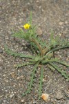 White-stemmed Stick-leaf
