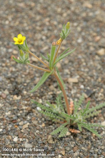 Mentzelia albicaulis