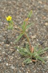 White-stemmed Stick-leaf