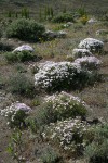 Showy Phlox