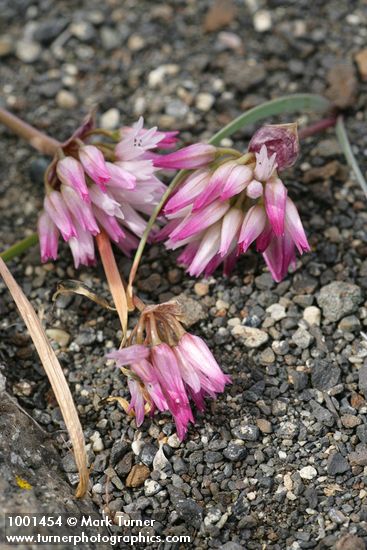 Allium robinsonii