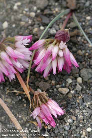 Allium robinsonii