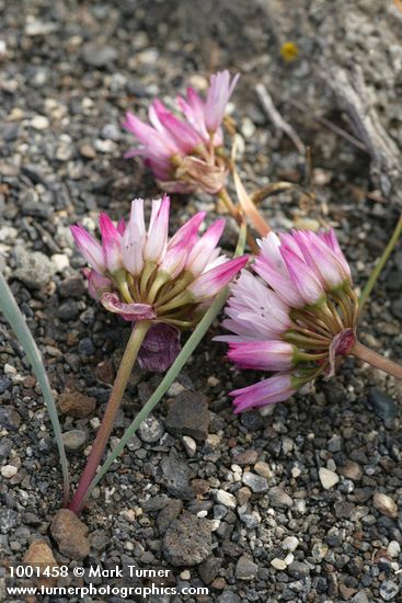 Allium robinsonii