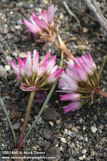 Allium robinsonii