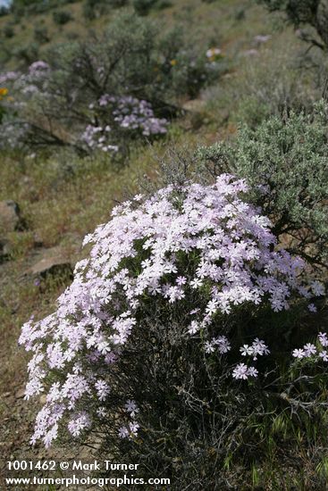 Phlox speciosa