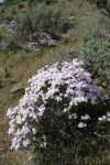 Showy Phlox