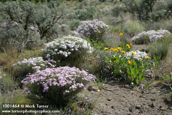 Phlox speciosa