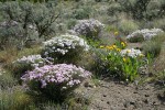 Showy Phlox