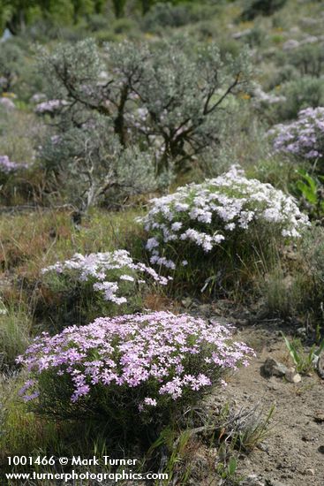 Phlox speciosa