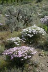 Showy Phlox