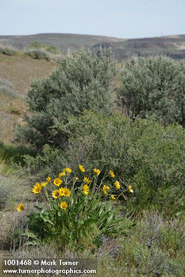 Balsamorhiza careyana