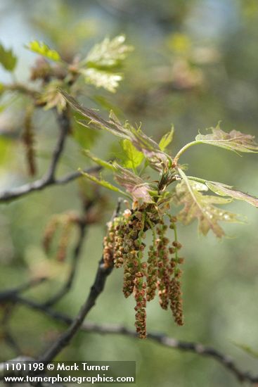 Quercus kelloggii