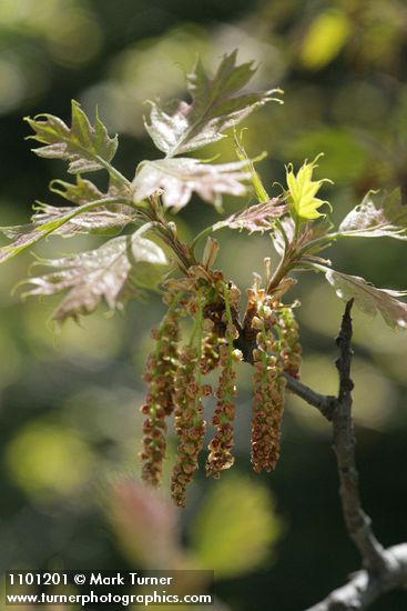 Quercus kelloggii