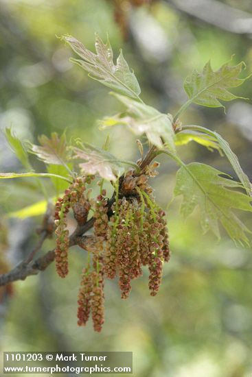 Quercus kelloggii