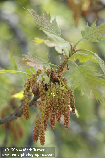 Quercus kelloggii