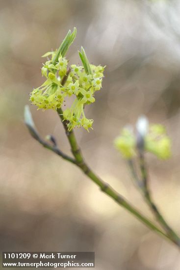 Cornus sessilis