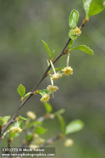 Cercocarpus betuloides (Cercocarpus montanus)