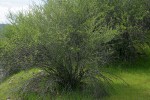 BIrchleaf Mountain Mahogany