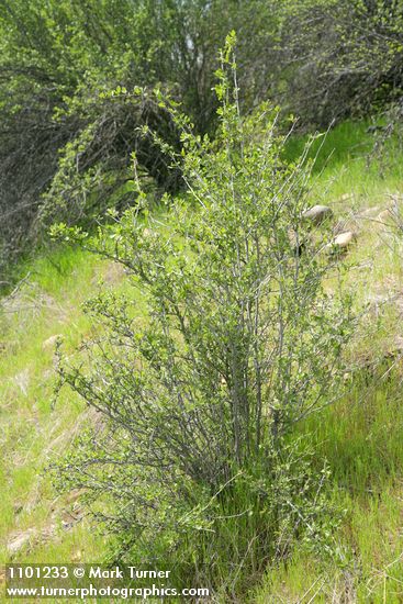 Cercocarpus betuloides (Cercocarpus montanus)