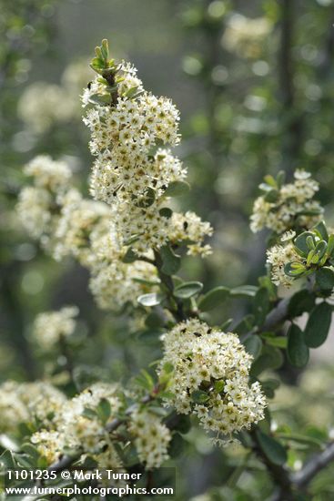 Ceanothus cuneatus