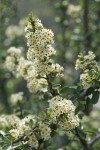 Buckbrush blossoms & foliage