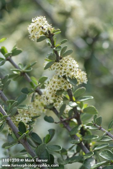 Ceanothus cuneatus