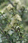 Buckbrush blossoms & foliage