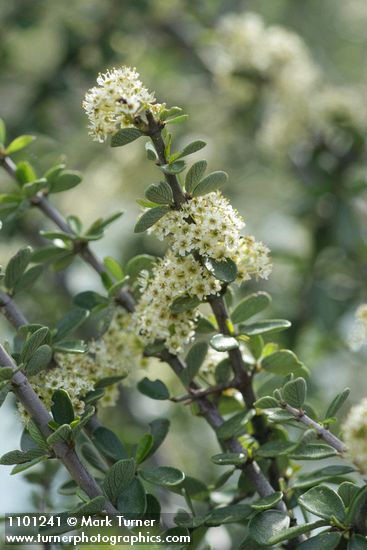 Ceanothus cuneatus