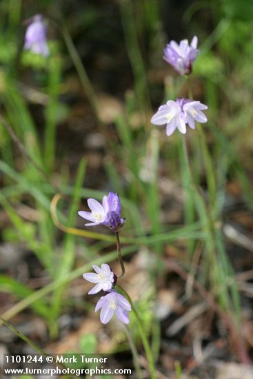 Dichelostemma capitatum