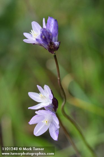 Dichelostemma capitatum