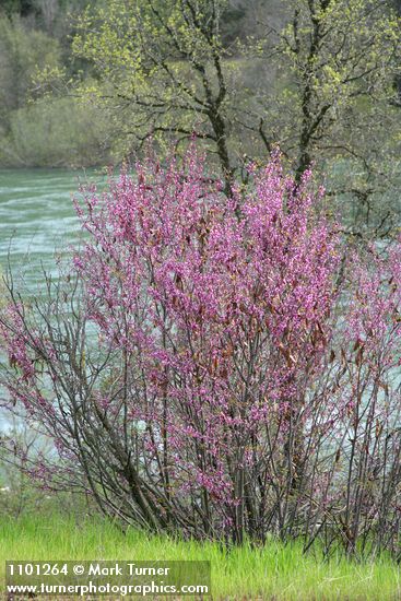 Cercis orbiculata (C. occidentalis)