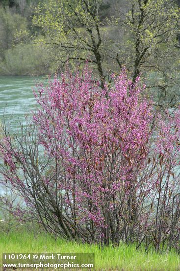 Cercis orbiculata  (C. occidentalis)