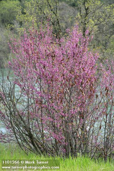 Cercis orbiculata  (C. occidentalis)