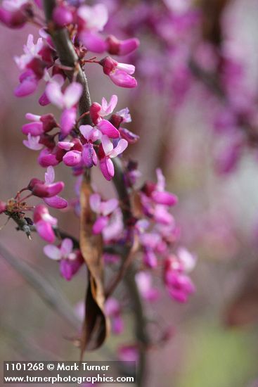 Cercis orbiculata (C. occidentalis)