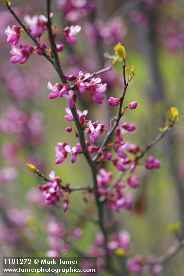 Cercis orbiculata (C. occidentalis)