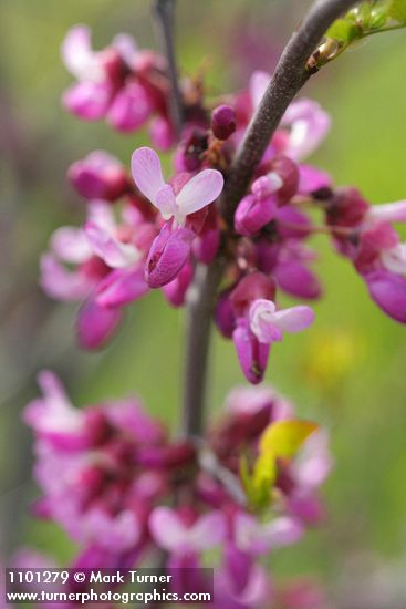 Cercis orbiculata (C. occidentalis)