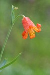 Red Bells blossom